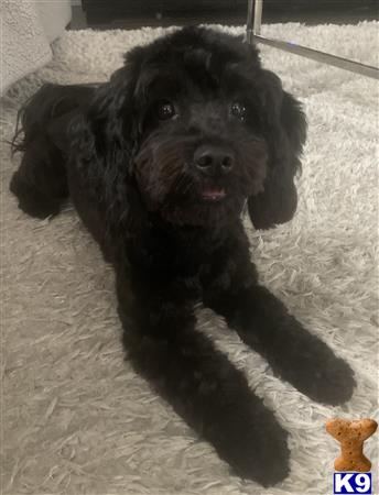 Mixed Breed female dog